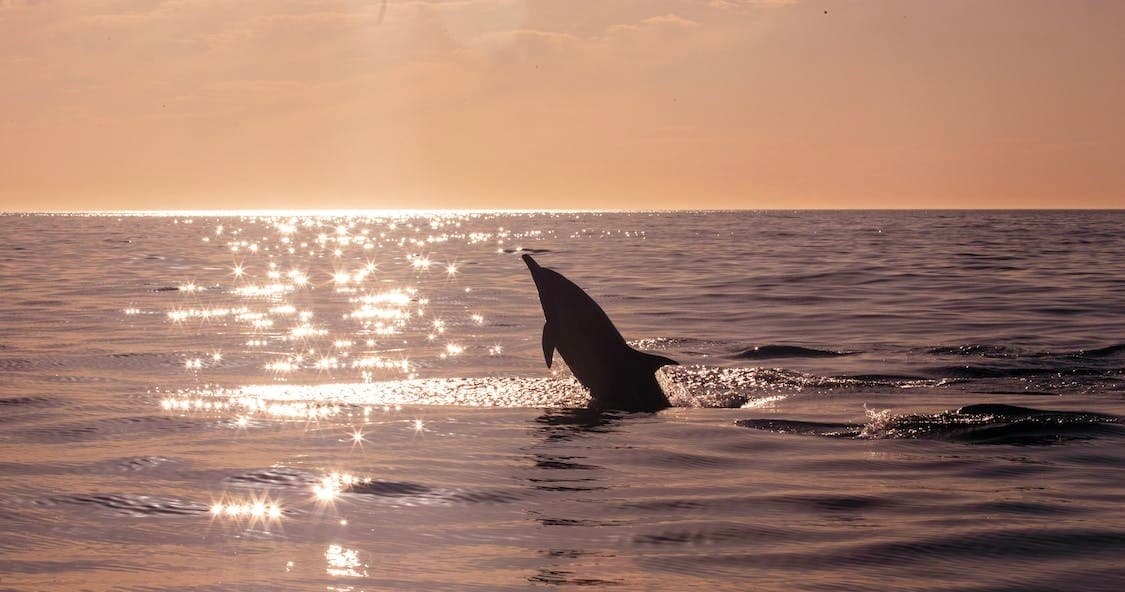 Dolphin fin silhouetted at sunset over open ocean waters