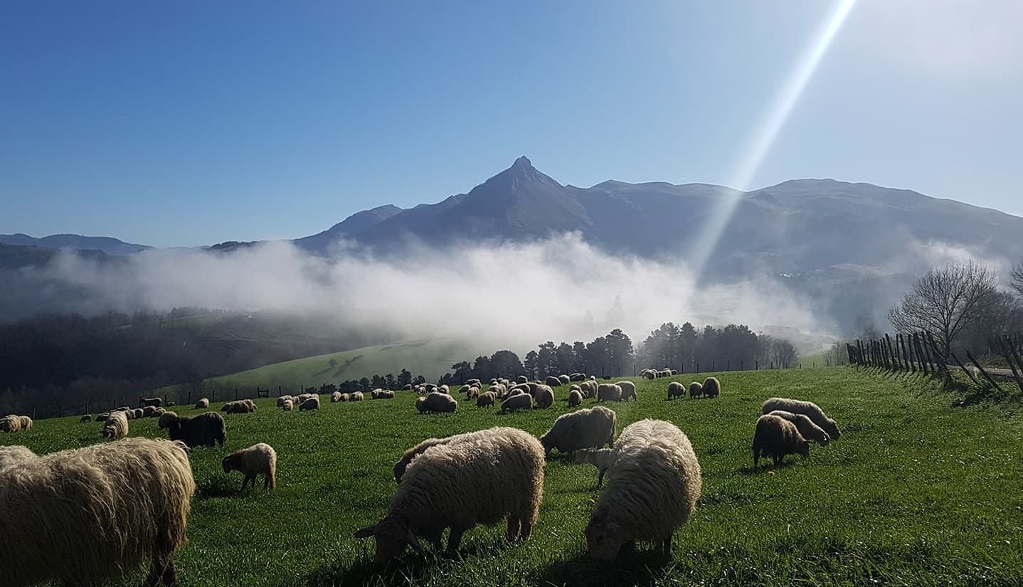 Taste Basque Traditions with Sebastian Guided Tours