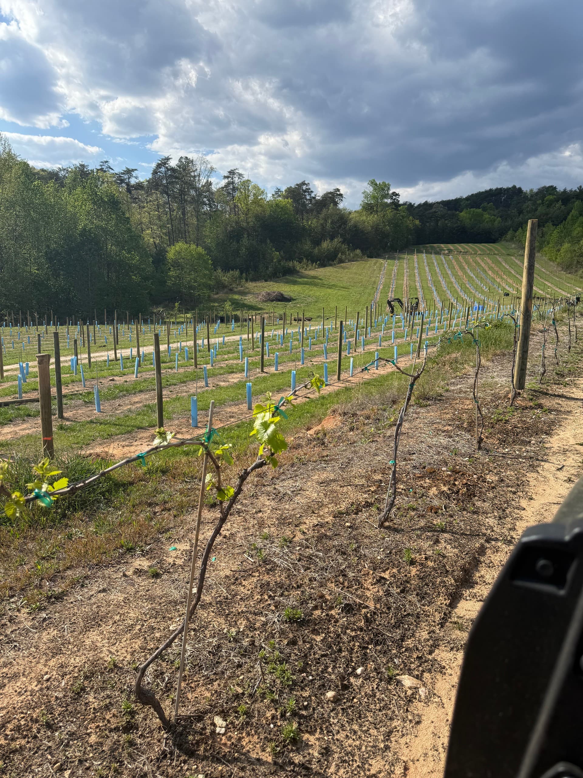Vineyard Tour in Cleveland, South Carolina — 47-Acre Wine Walk photo 3