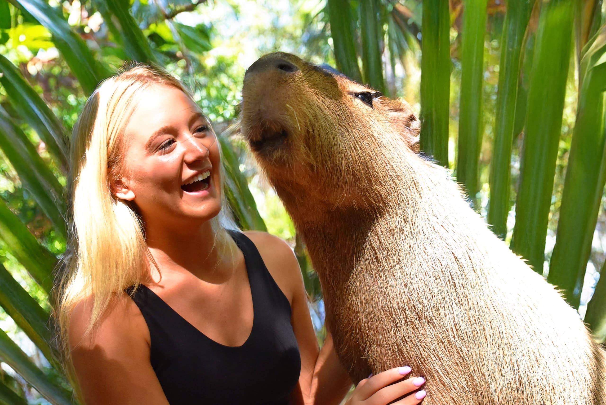 Up-Close with Capybaras: A Unique Wildlife Experience in Miami’s Jungle Island
