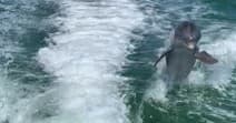 VIP Jet Ski Dolphin Tours in Fort Myers Beach by All Island Watersports