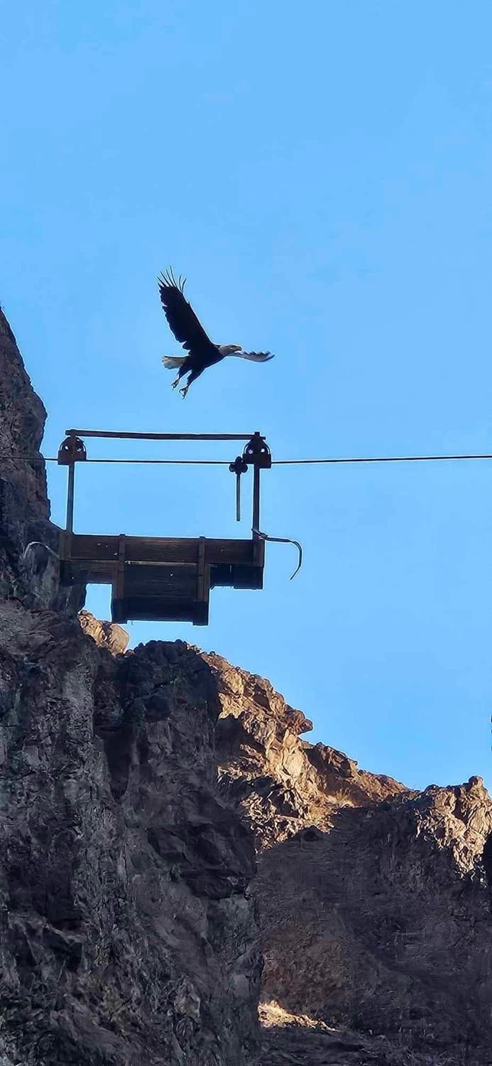 Hoover Dam Raft Tour: Black Canyon Bird Photography from River Level