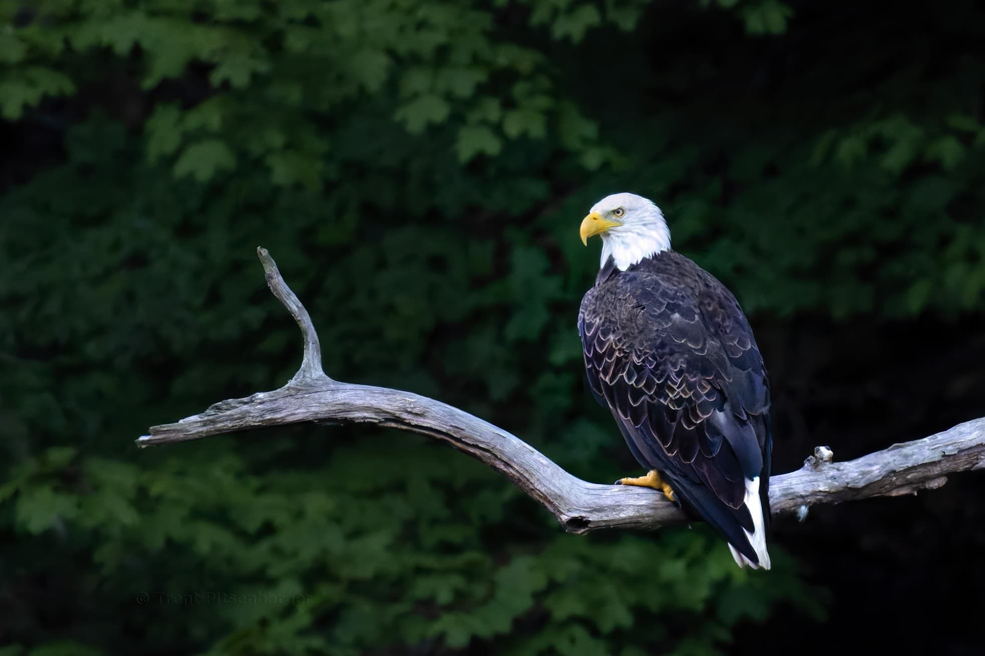 Celebrate West Virginia's Birthday & Bald Eagle Day on a First-Class Romney Train Ride