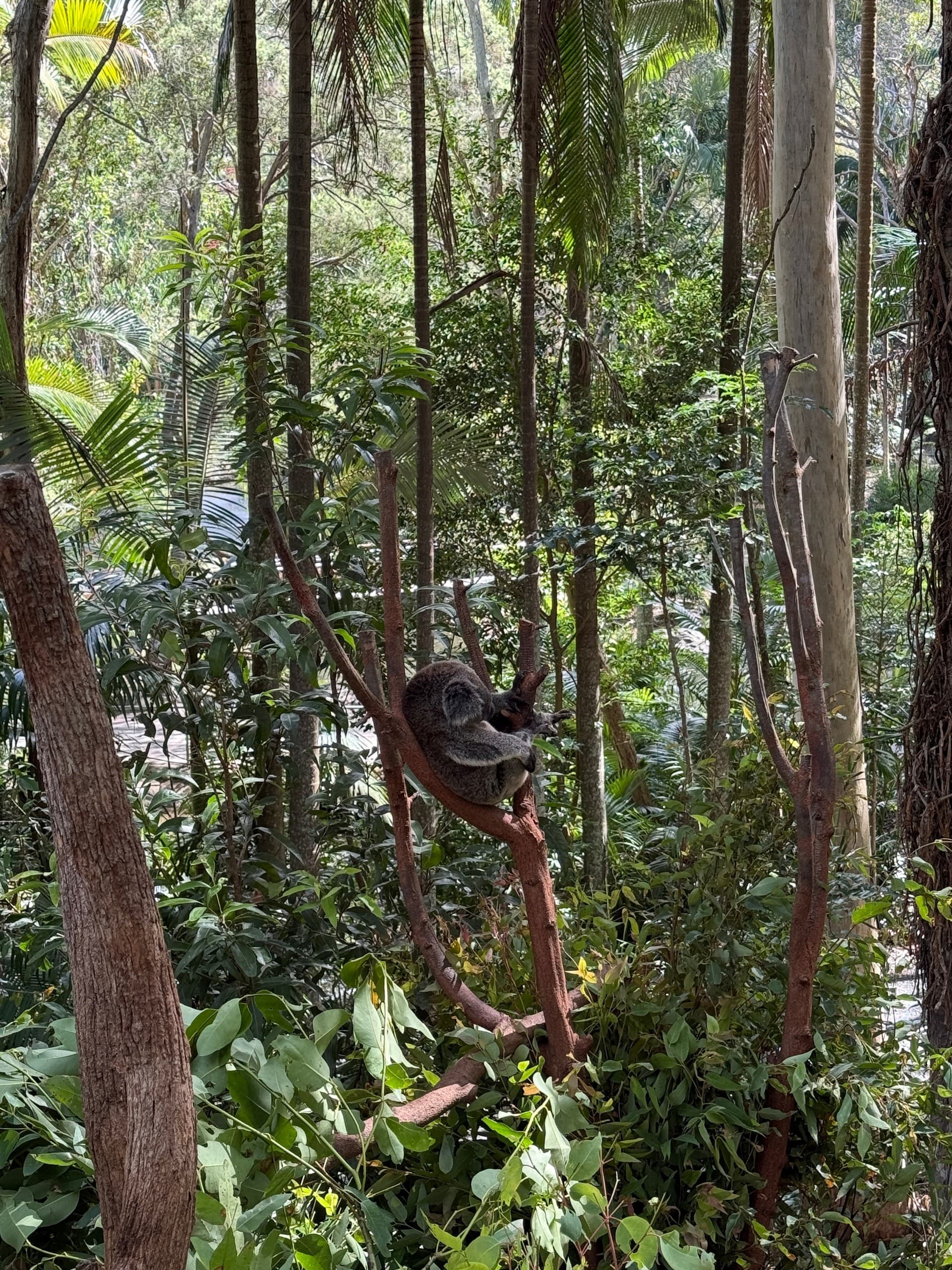 Gold Coast Day Tour: Surfers Paradise, Currumbin Beach & Wildlife Options photo 4