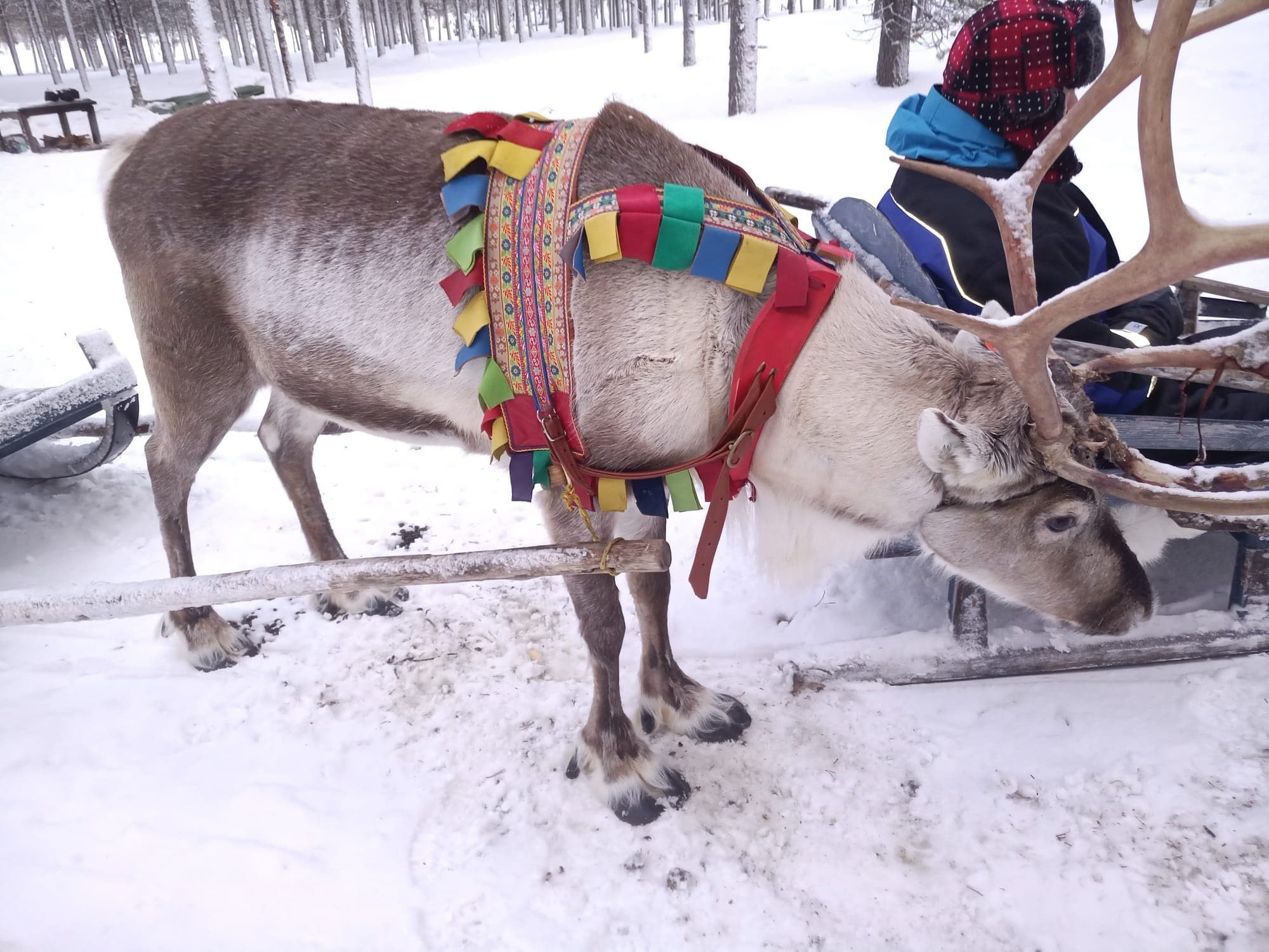 Winter Wildlife Safari with Lapponia Tours in Lapland