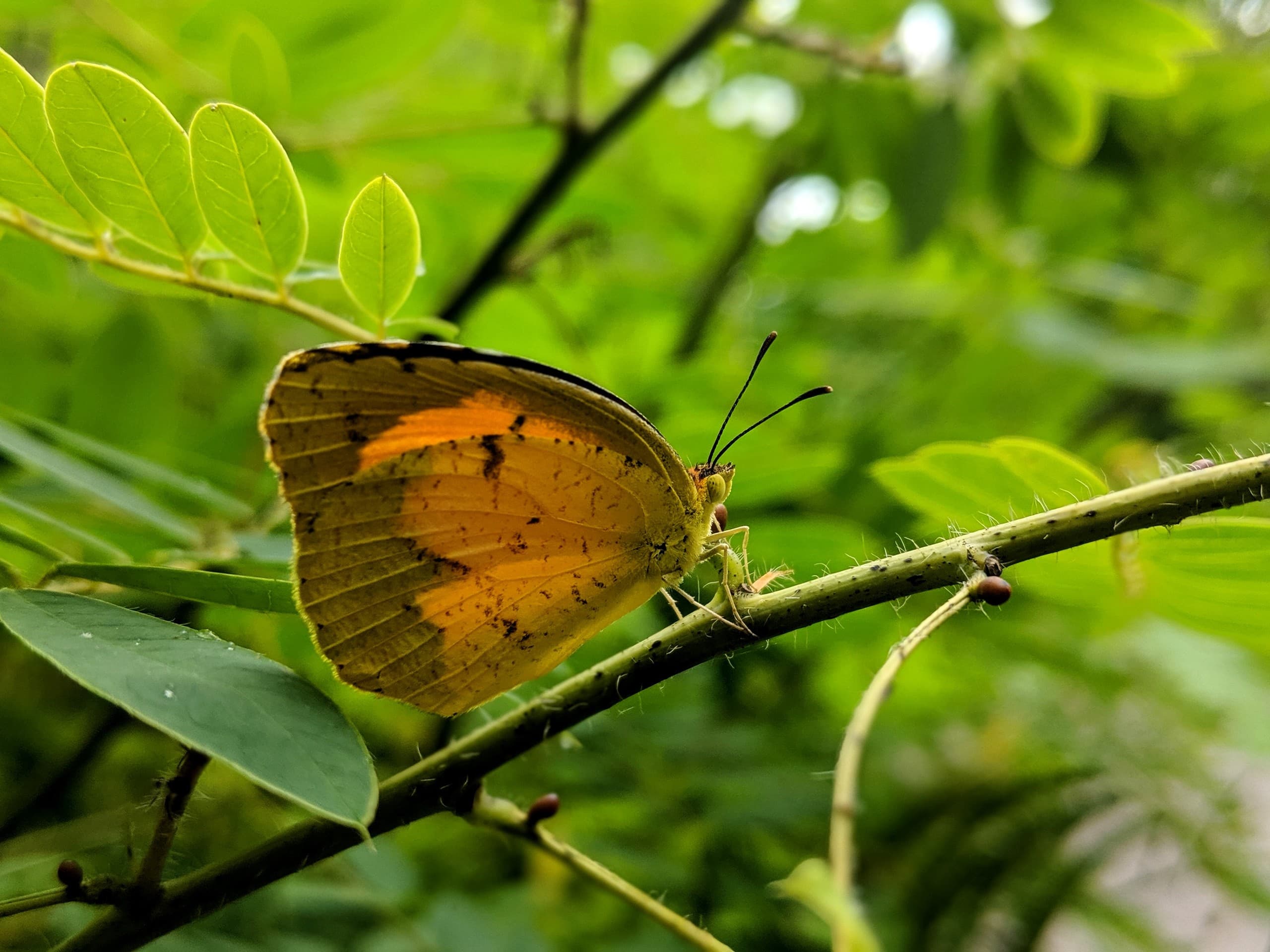 Citizen Science Butterfly Count at Bowman's Hill Wildflower Preserve