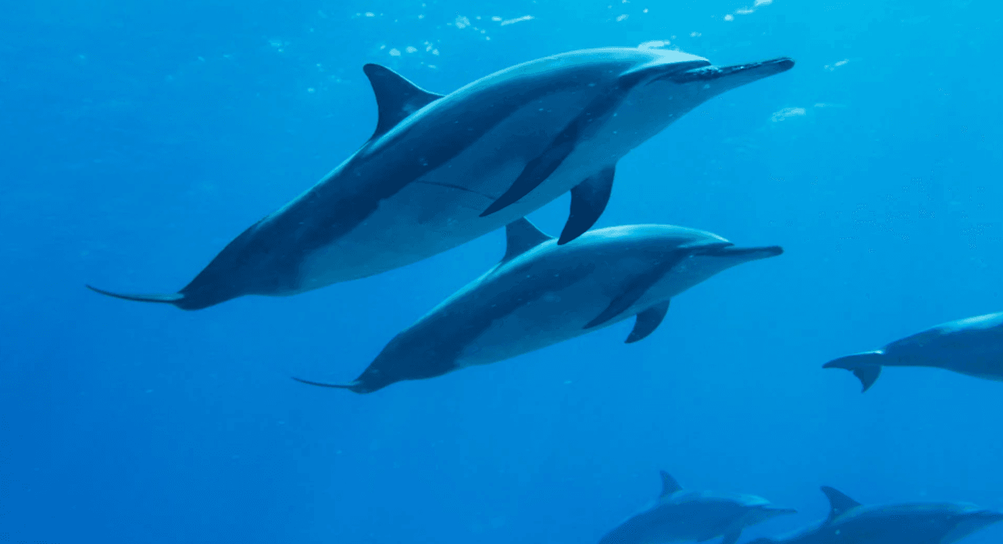 Pod of dolphins swimming underwater in clear tropical sea