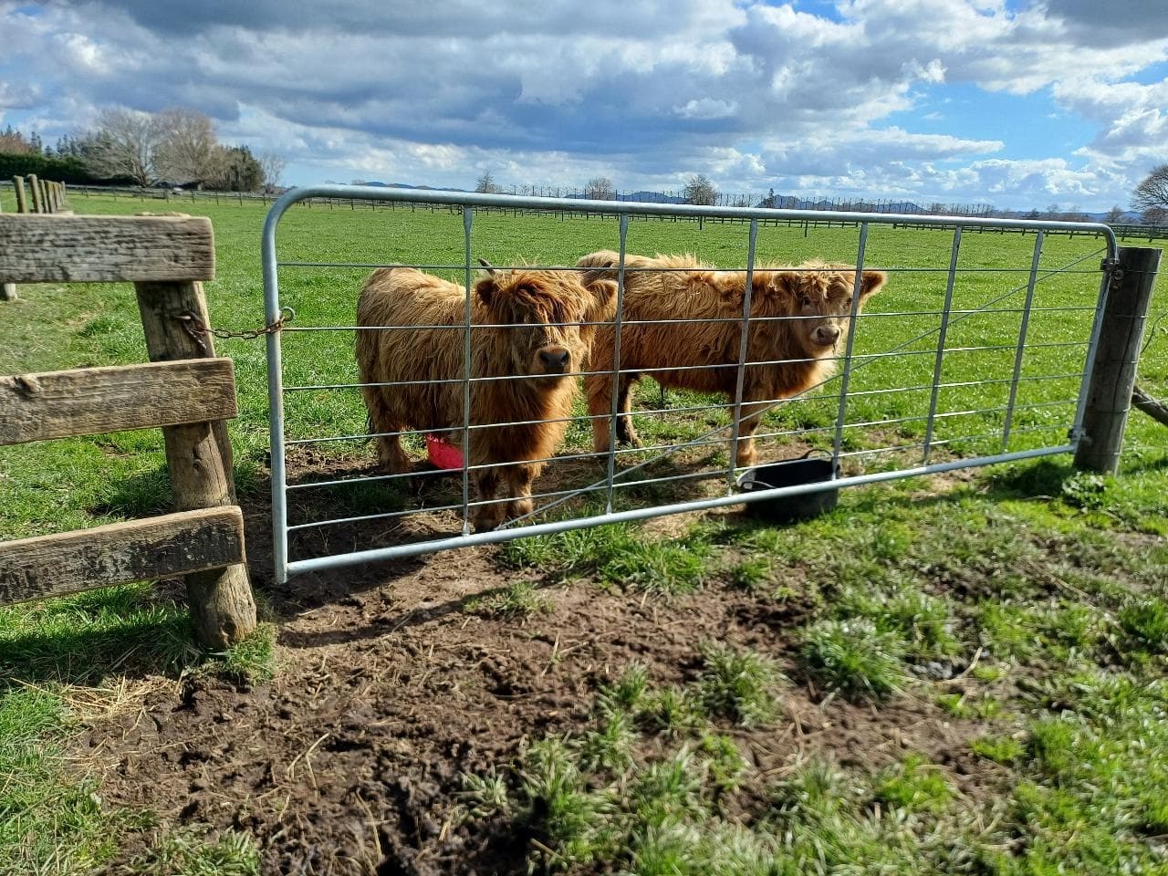 Ralph Ranch Walk & Look Farm Tour: Highland Cows & Valais Blacknose Sheep Near Hamilton