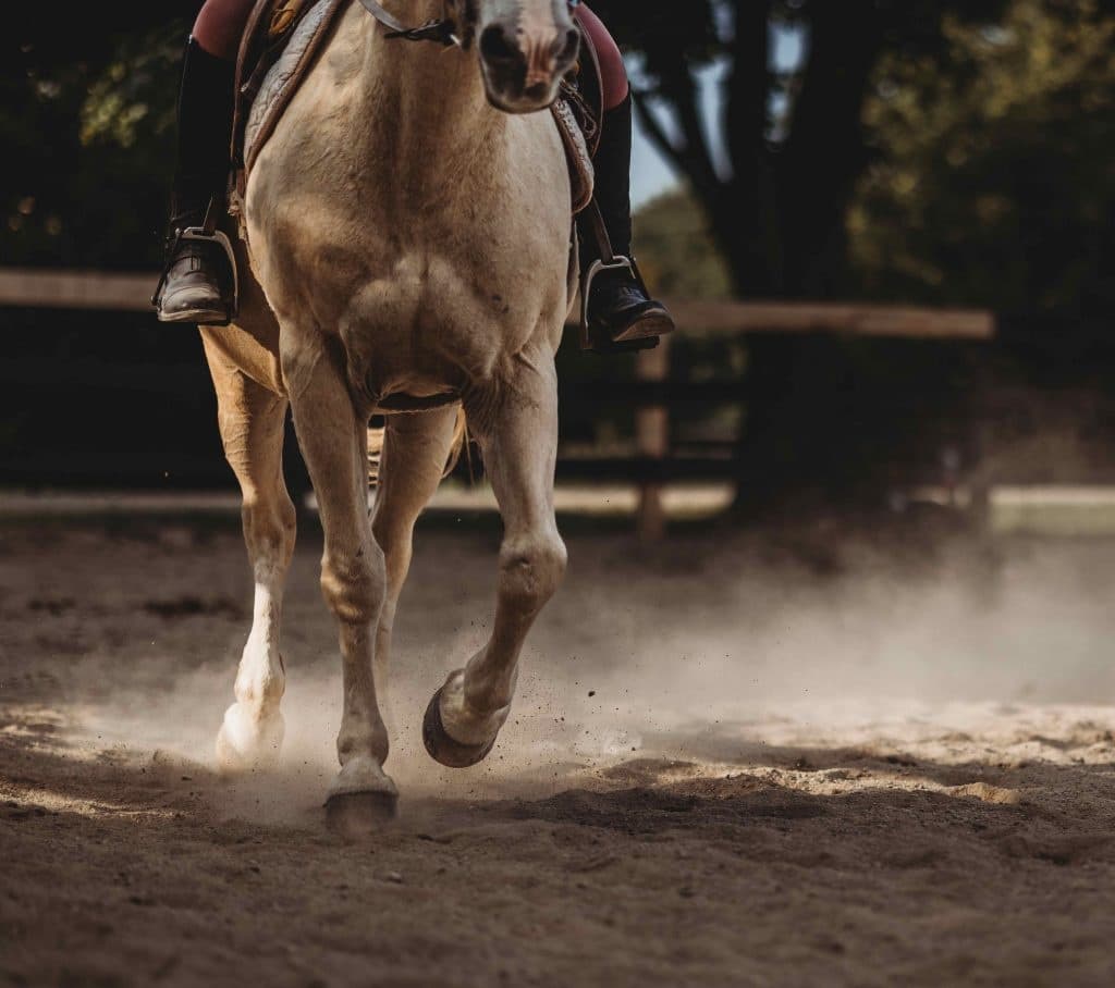 Close-up of galloping horse hooves kicking dust in arena