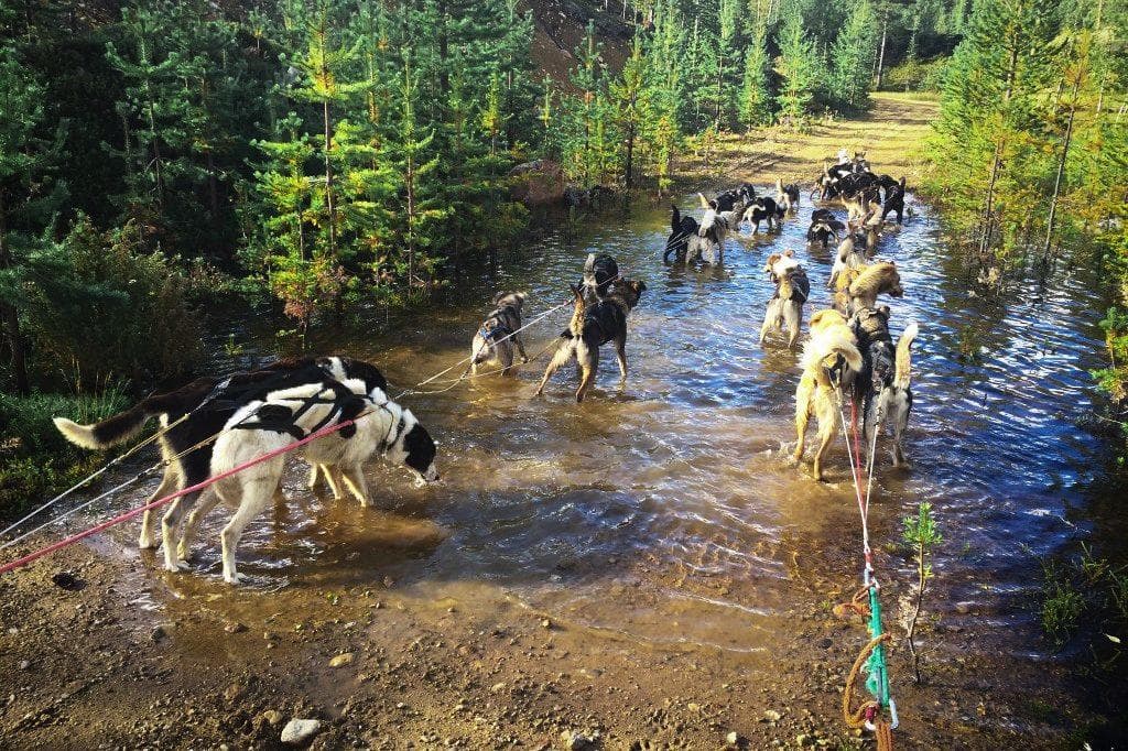 Husky sled team cooling in forest stream during summer trek