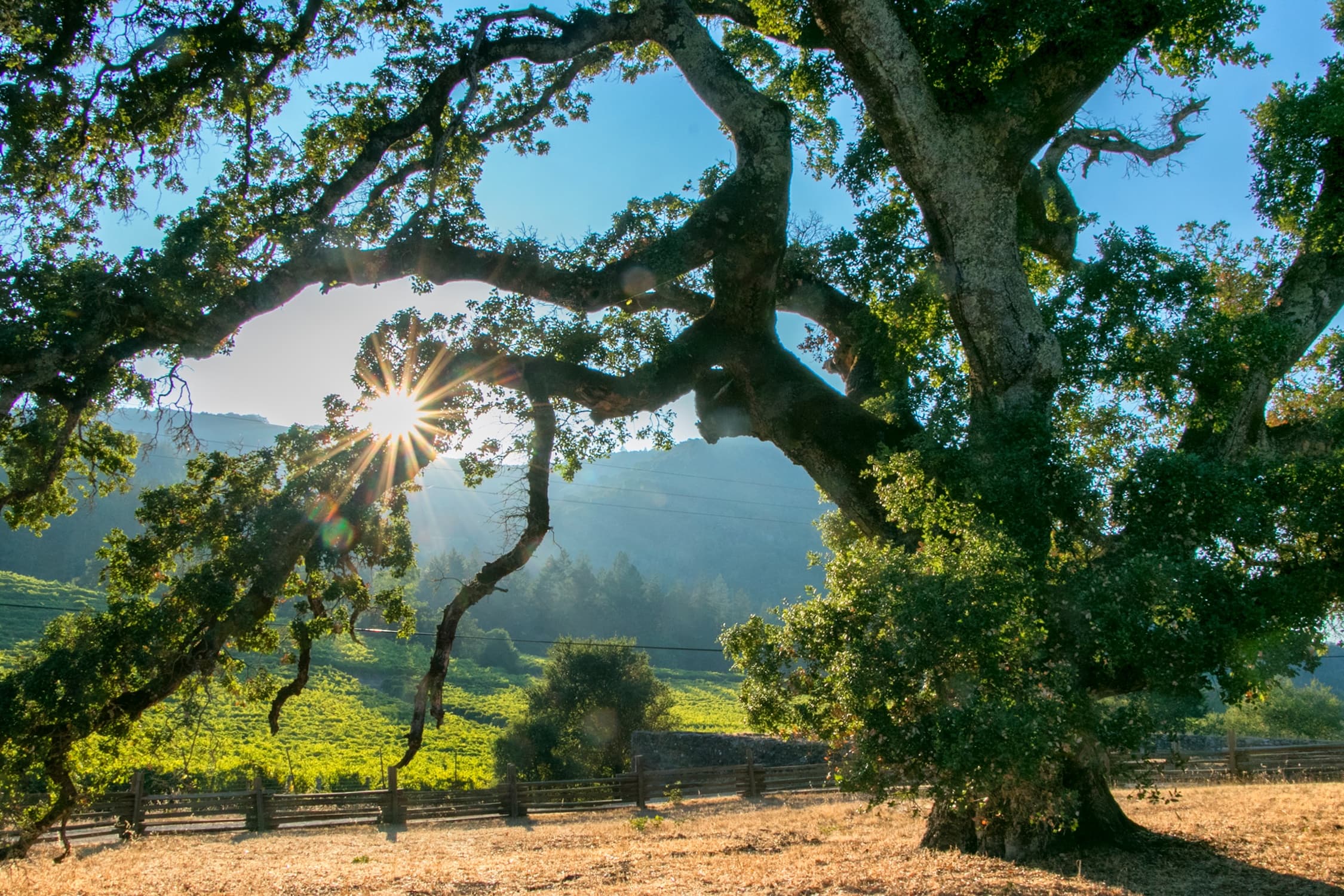 Cyclists riding past sprawling oak and vineyard in Sonoma