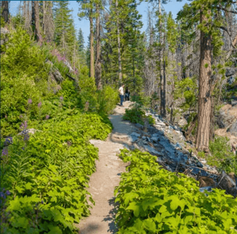 Forest hiking trail through pine woods highlighting day hike
