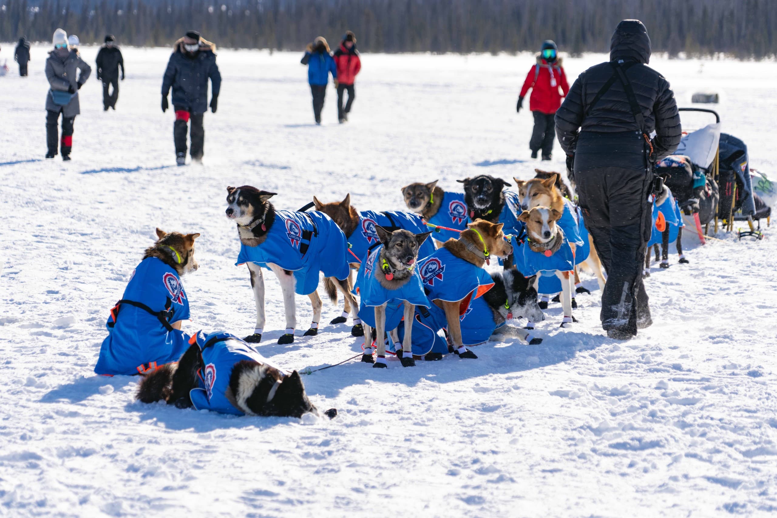 Experience the Iditarod at Rainy Pass Checkpoint: A Front-Row Seat to Alaska’s Legendary Dogsled Race photo 4
