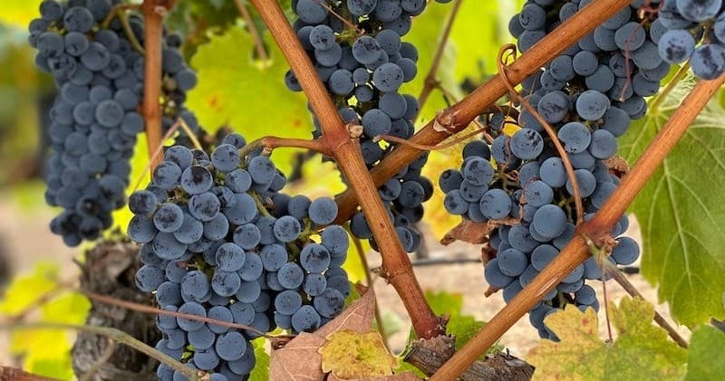 Close-up purple grape clusters on vine in Napa Valley vineyard