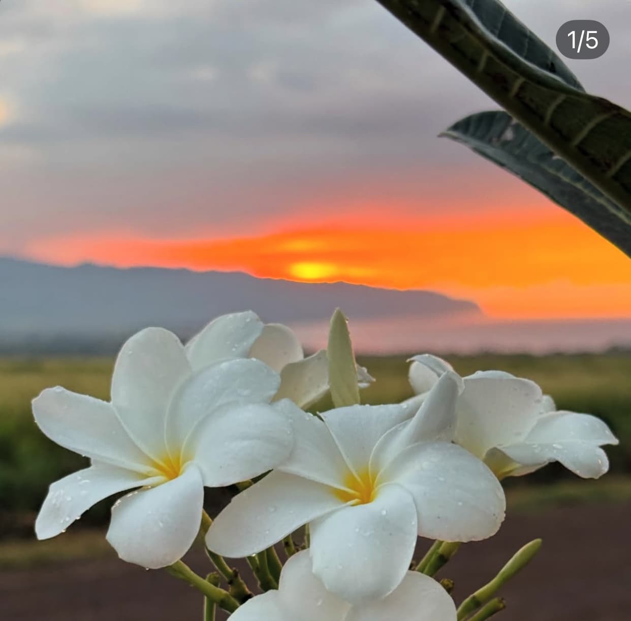 Water-Activities & Sunset Lei Making at Little Plumeria Farms