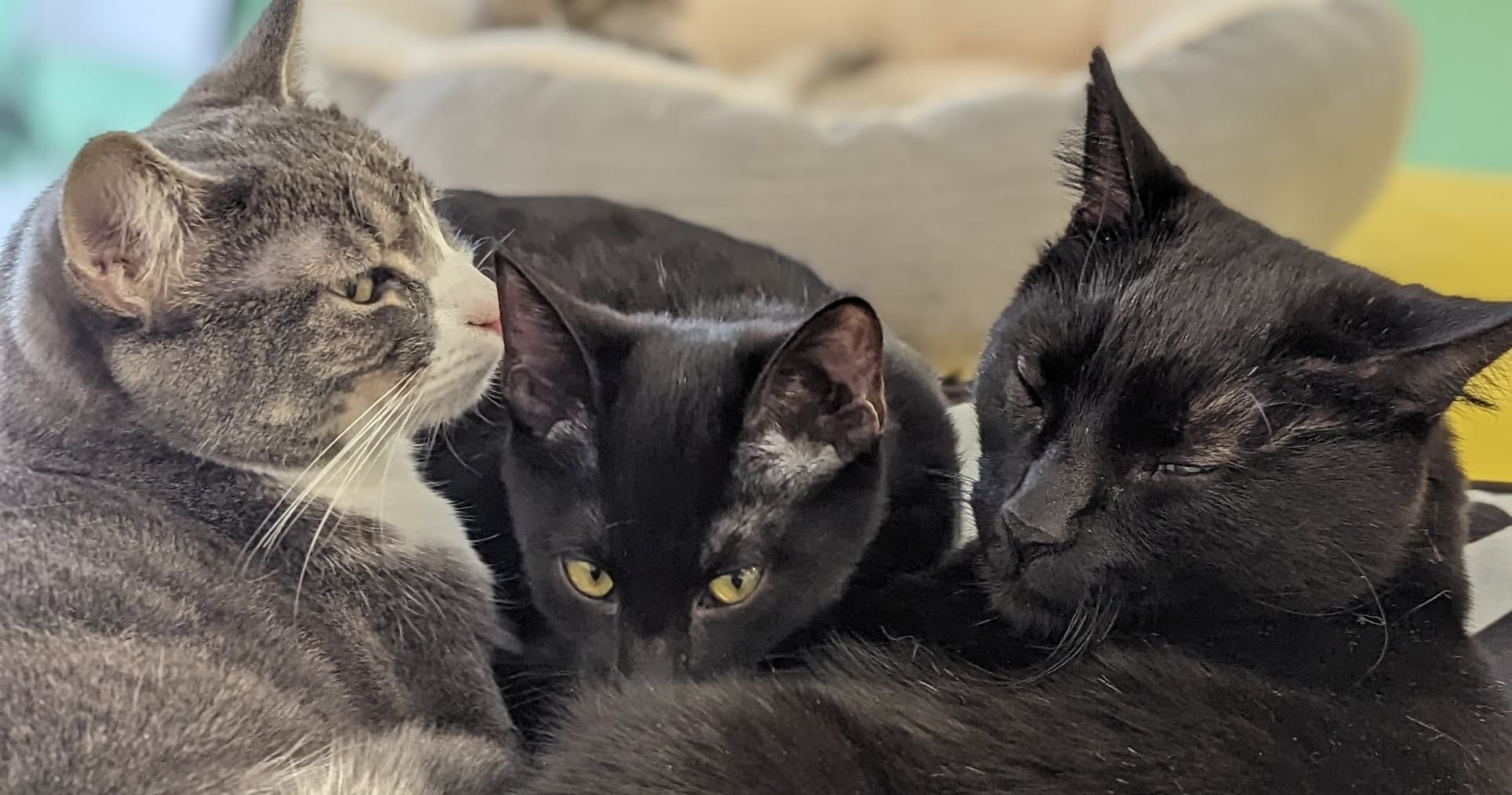 Three cats cuddling and relaxing indoors at a cat lounge