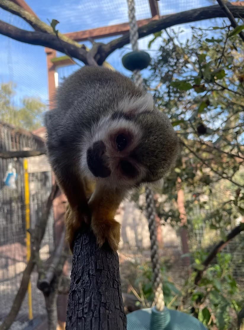 Private Guided Wildlife Tour at 101 Paws and Claws in Deltona photo 4