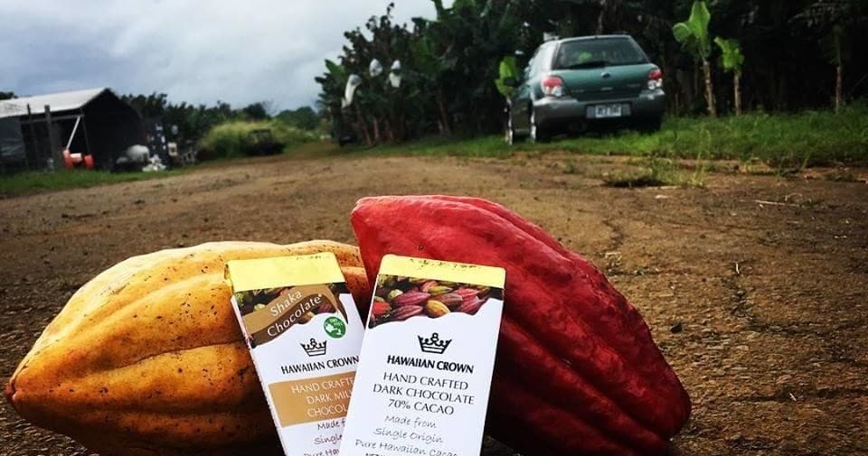 Cacao pods with chocolate bars on farm ground, tasting setting