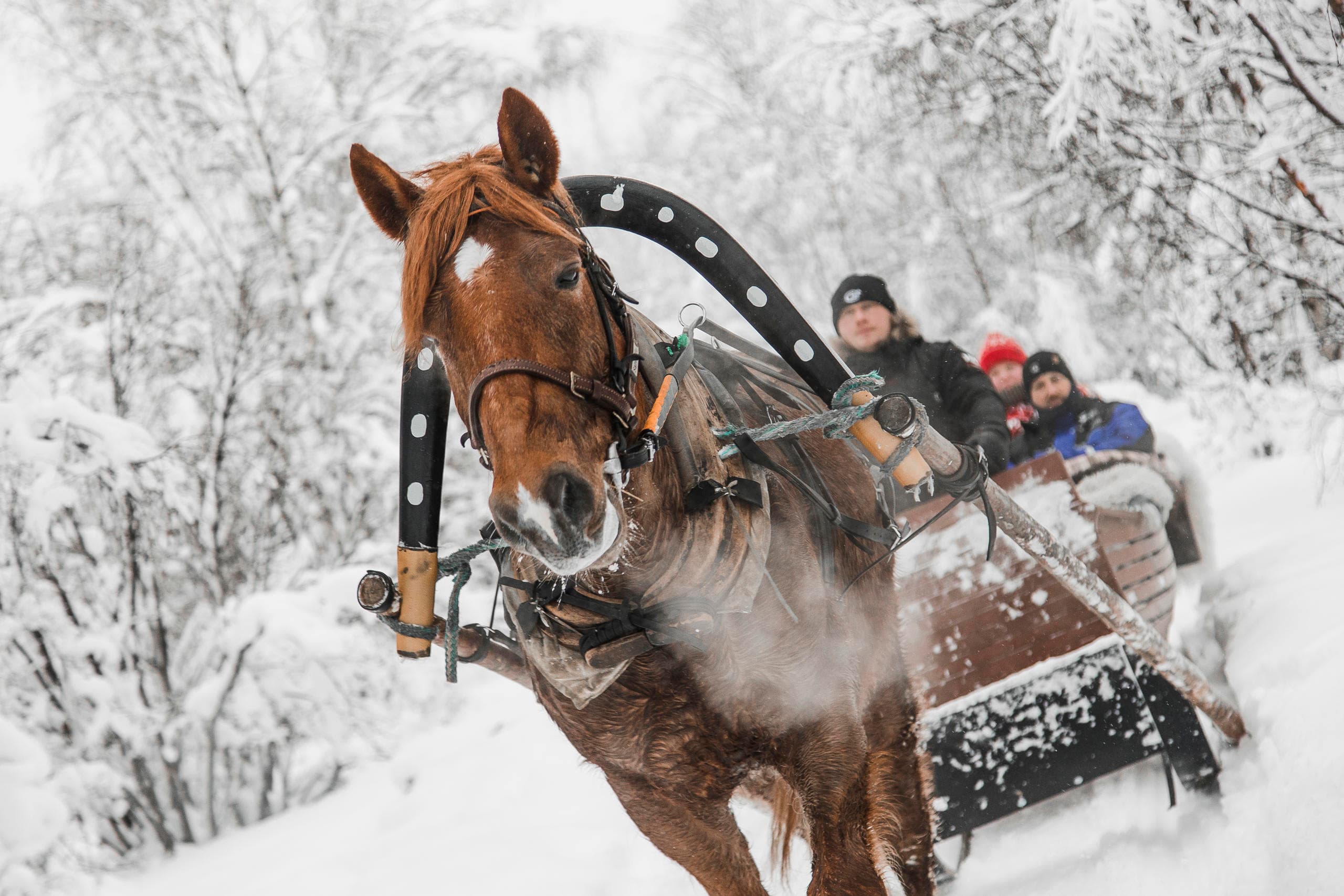 Winter Horse Sleigh Ride at Aurora Village - A Soothing Forest Adventure