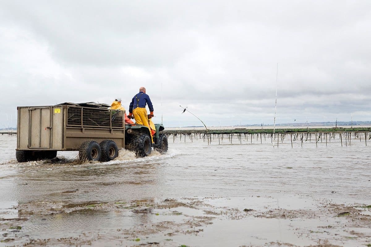 Whitstable Oyster Farm Tour | Guided Tour in Whitstable | History Tour, Food Tour, Attraction, Farm