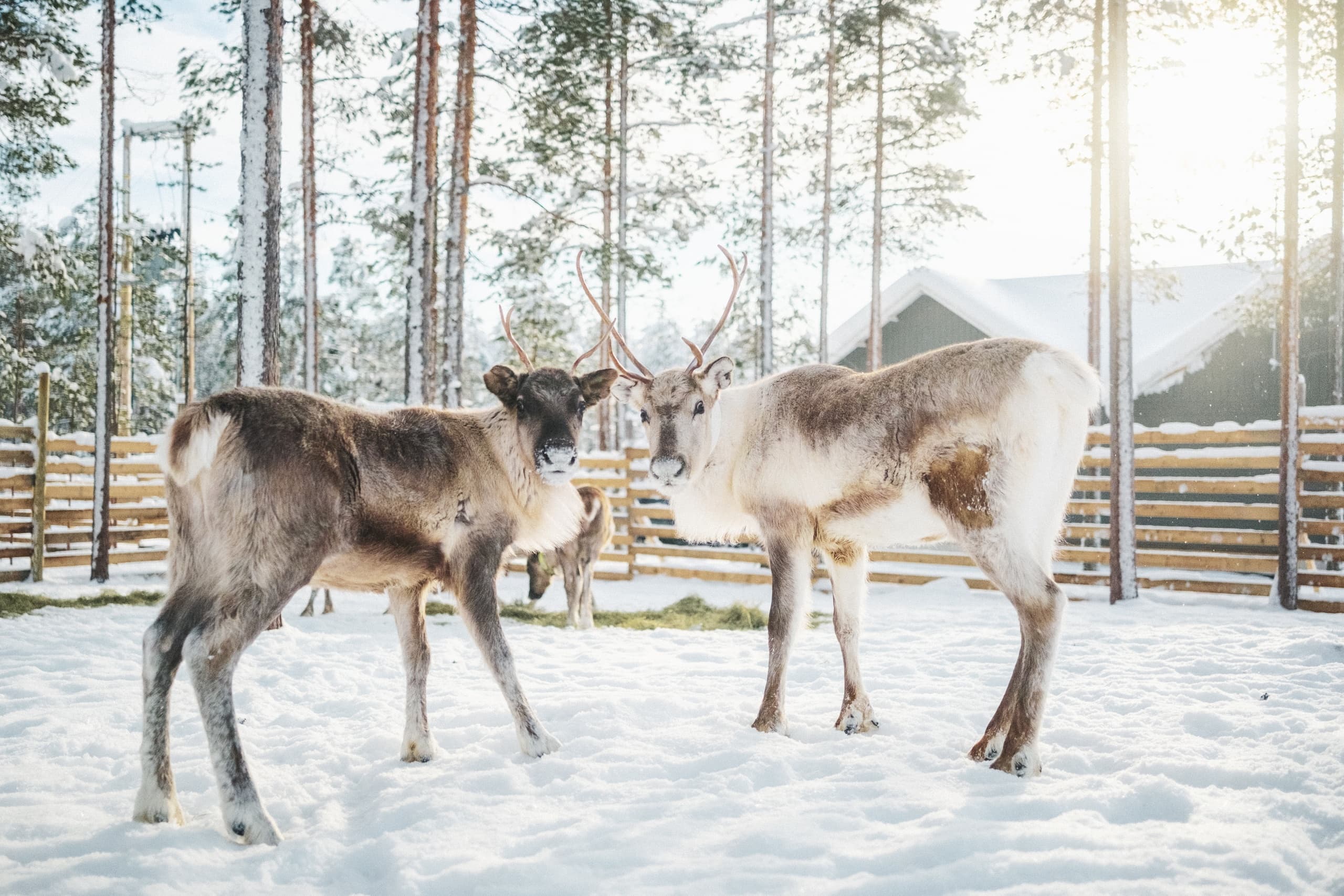 Husky and Reindeer Combo Ride — 3-Hour Arctic Sled Adventure in Rovaniemi photo 4