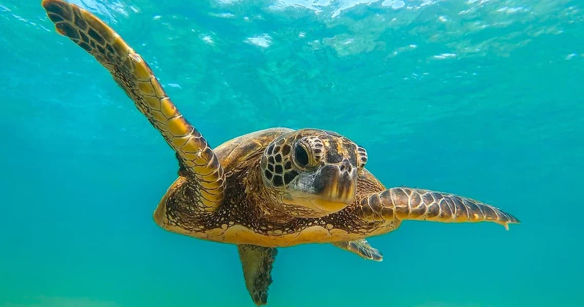 Deluxe Turtle Snorkel Adventure in Honolulu, Hawaii