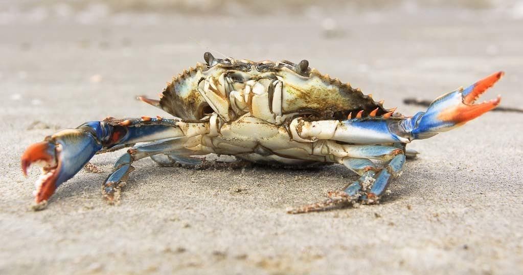 Water Activities: Tideline Tours Lowcountry Crabbing Excursion