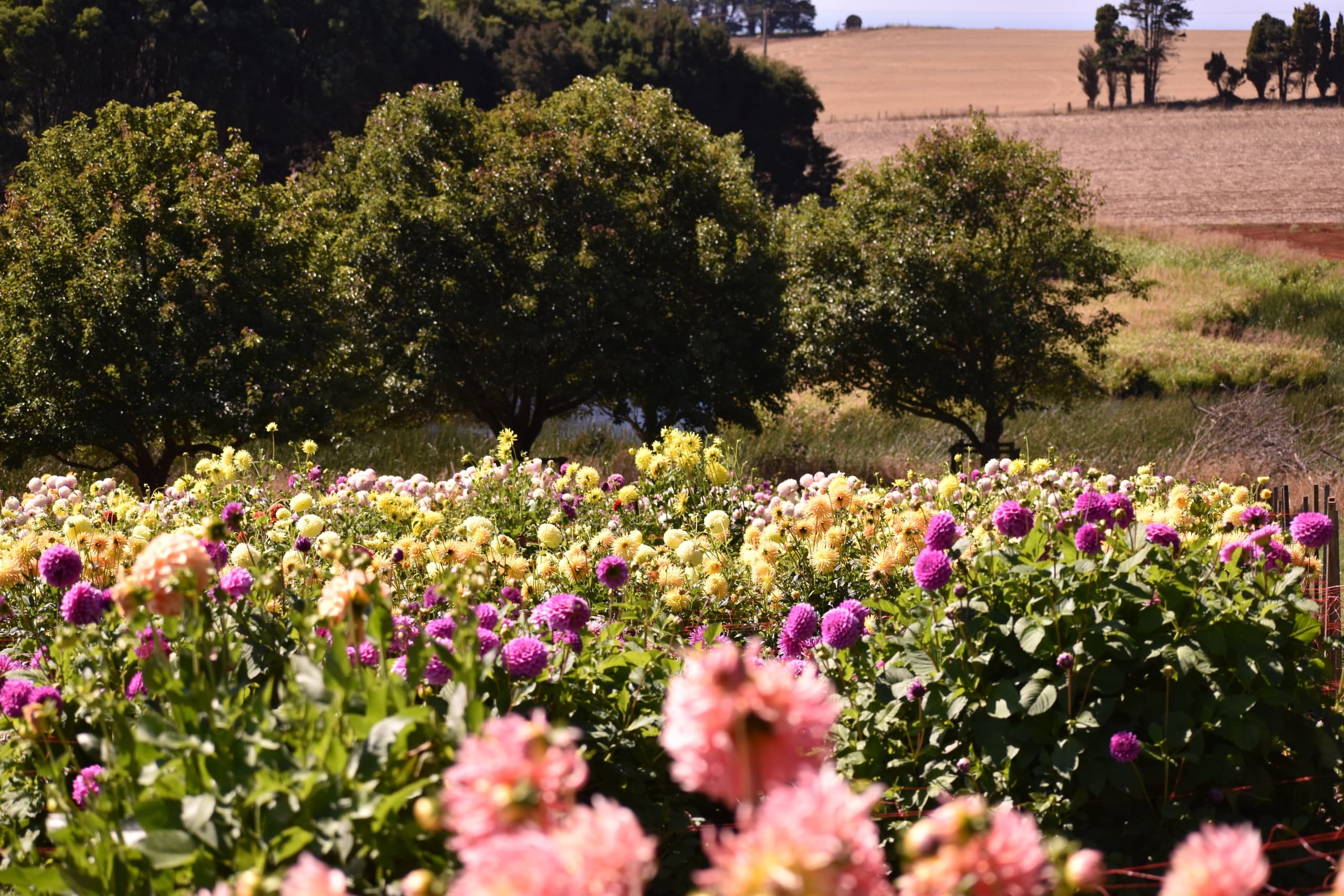 Morning Yoga Among Tulips at Table Cape Tulip Farm — Table Cape, Tasmania photo 1