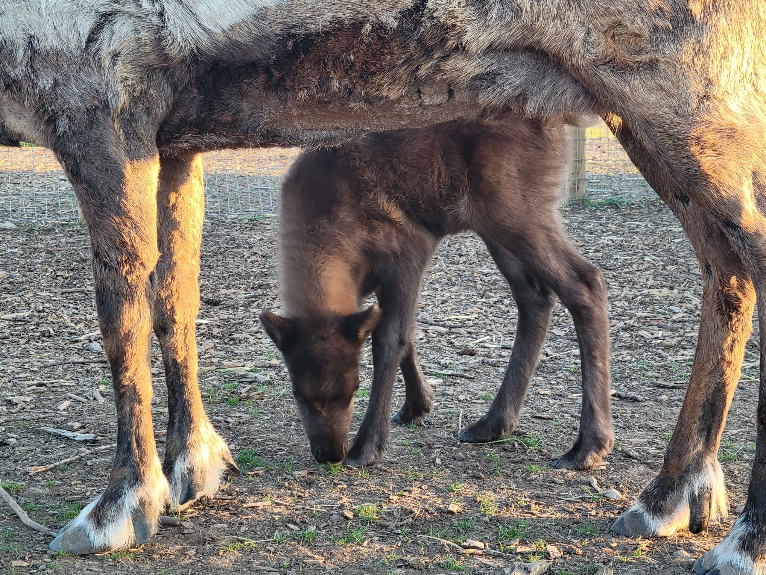 Among the Reindeer: Calving Season on a Goldendale Farm
