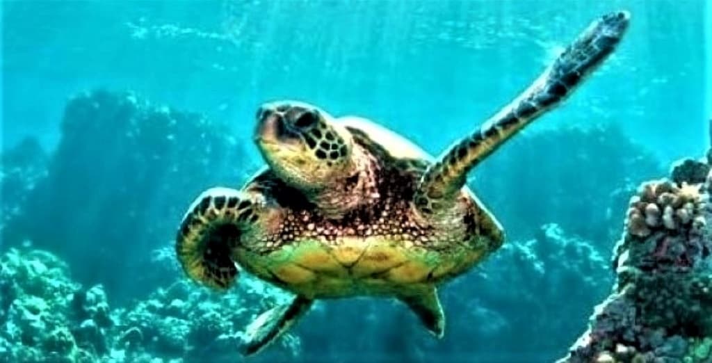CTA Section Background Image