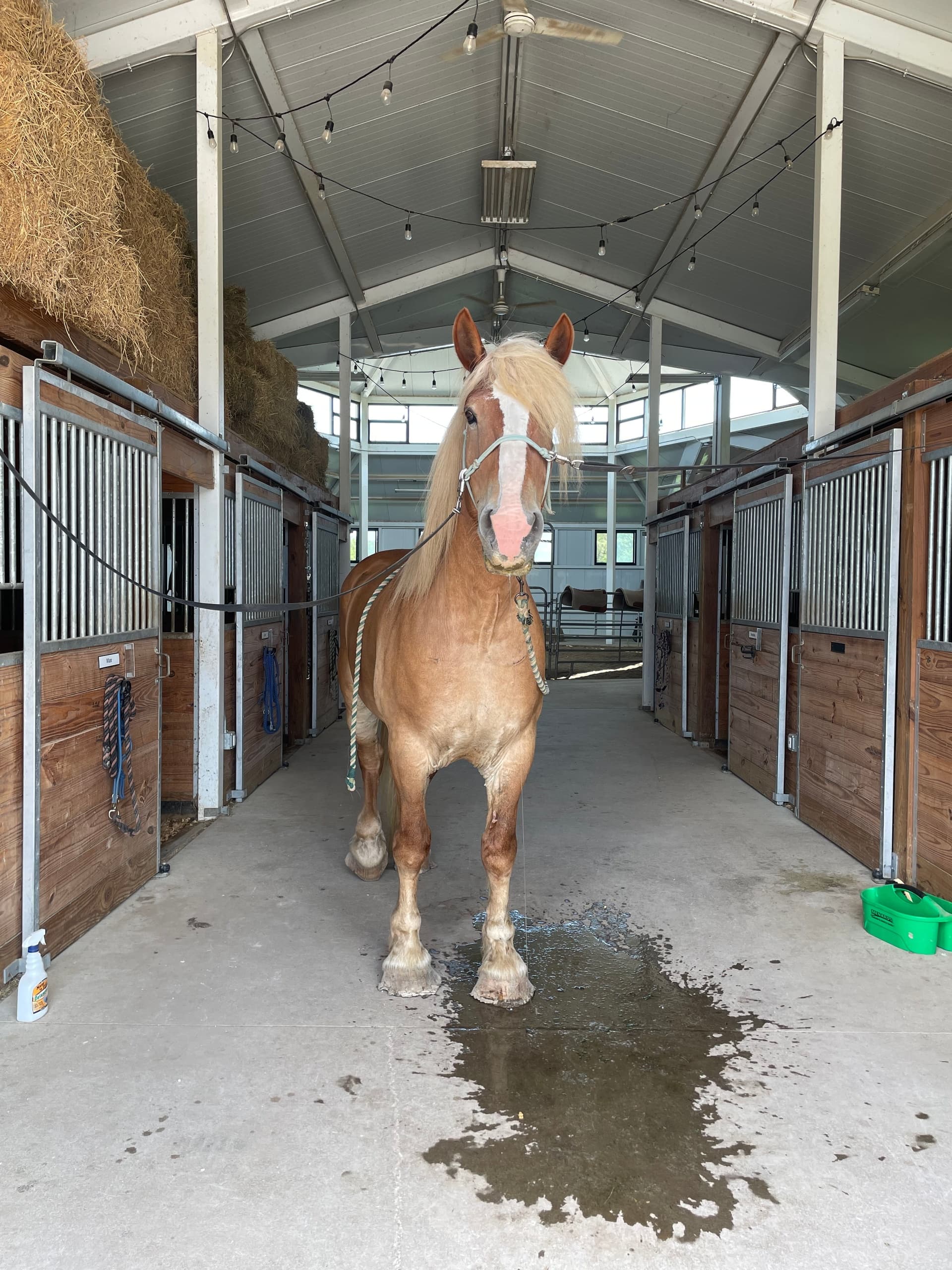 First Time Horse Experience at BRF Stables, Noblesville