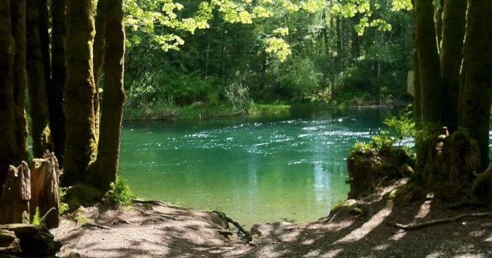 Secluded green river swimming hole framed by old-growth forest
