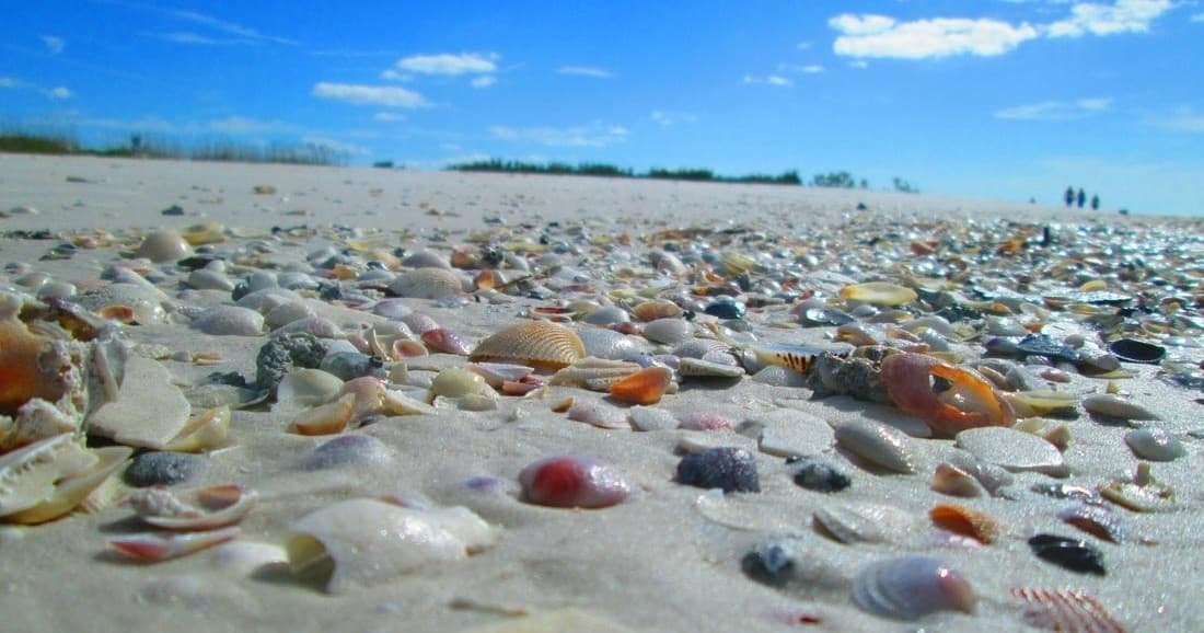 Seashell-covered sandy beach close-up on coastal shoreline