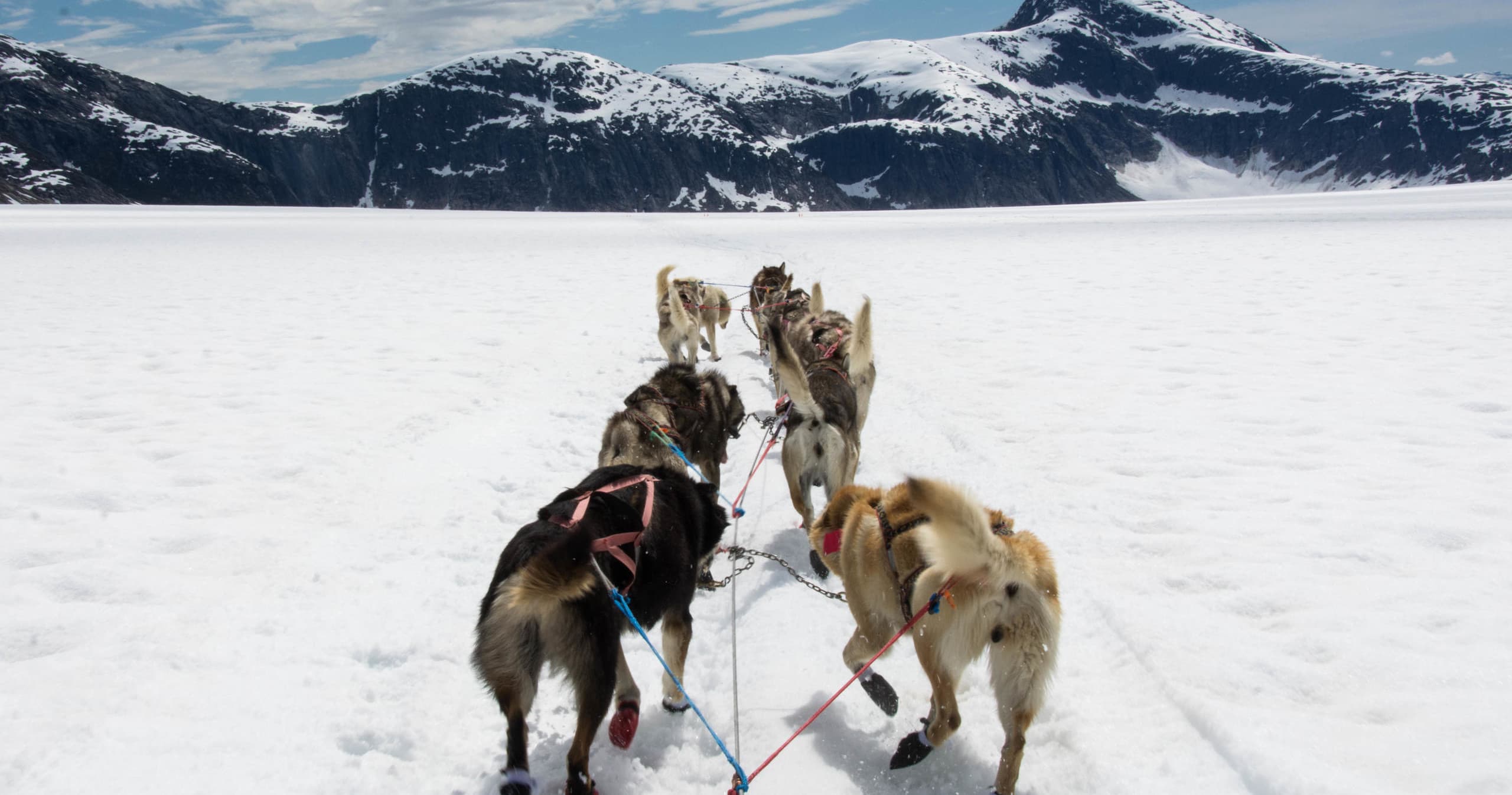 Dog Sled Adventure with NorthStar Trekking in Juneau, Alaska