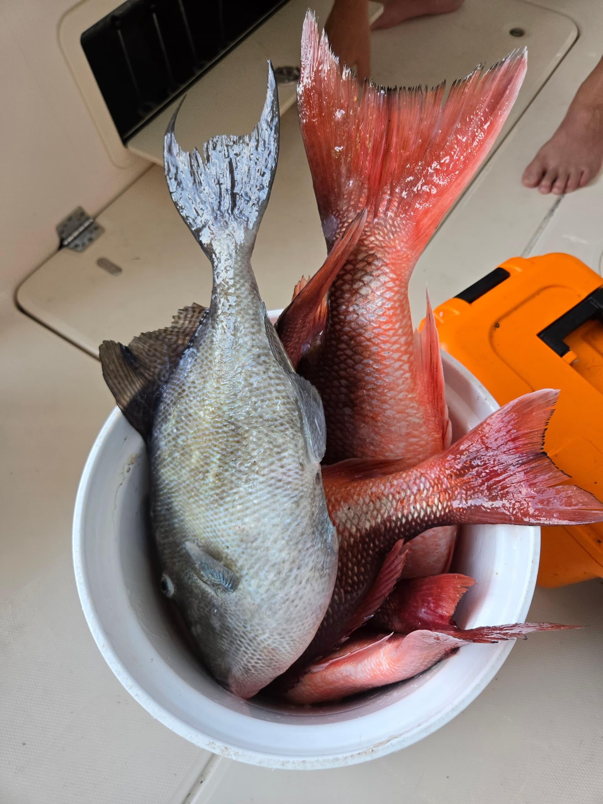 Nearshore Fishing in Orange Beach: Family-Friendly Charters Aboard Sea Chelles photo 4