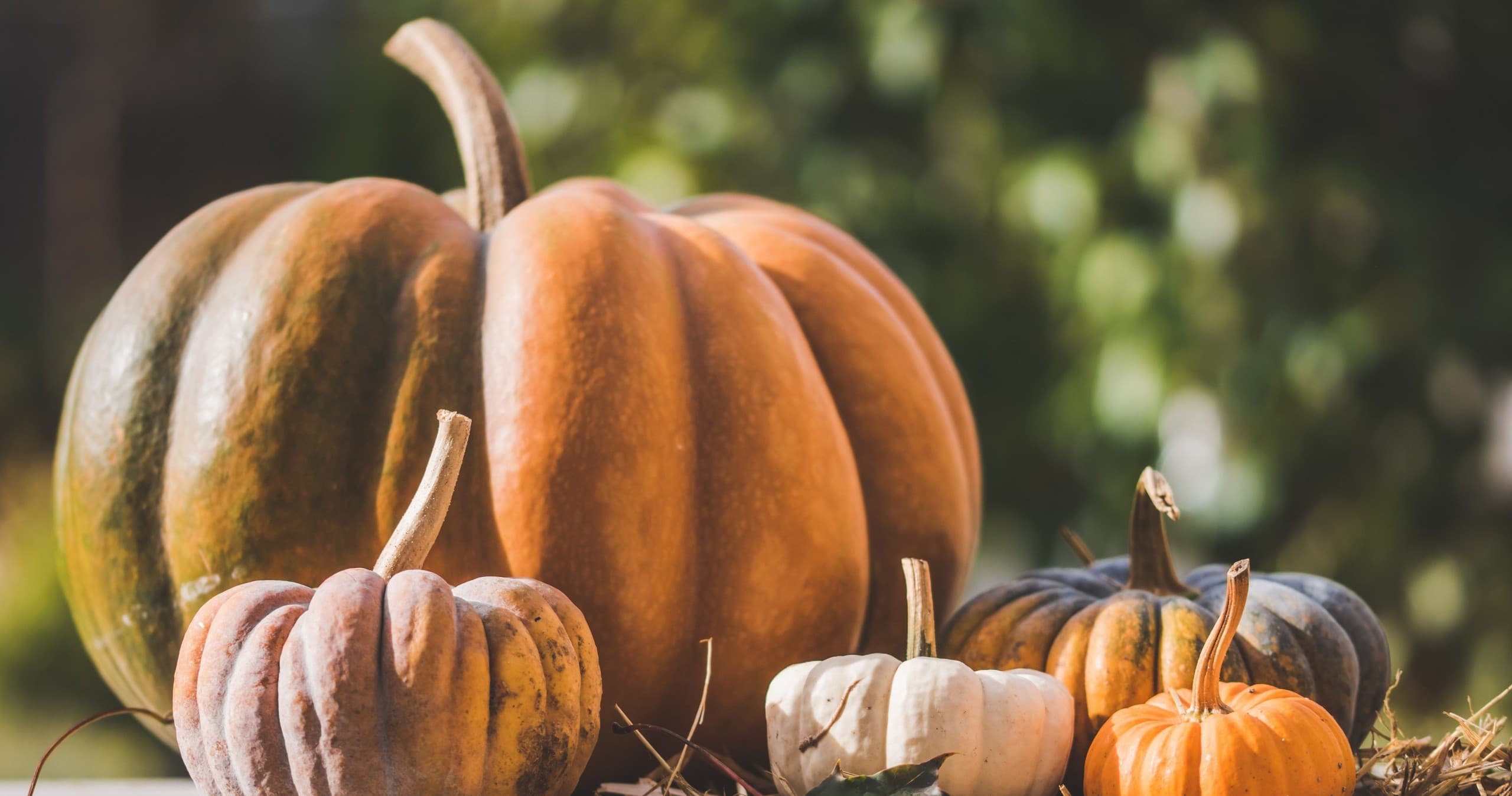Experience Autumn Magic at Owl Creek Farm Pumpkin Patch in San Antonio