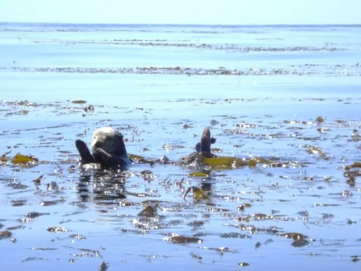 Explore Santa Cruz Wildlife on a Scenic 3-Hour Tour