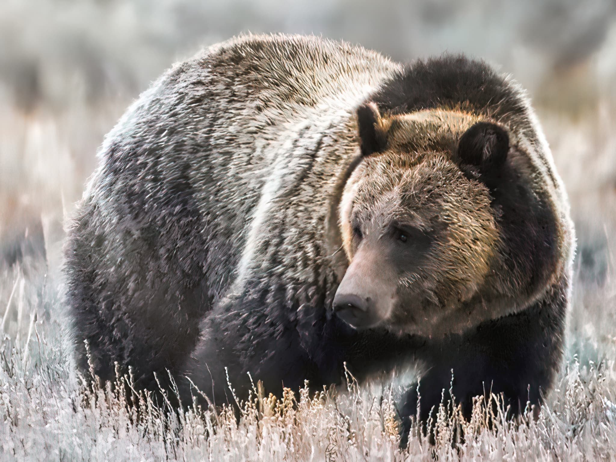 Experience Winter Wildlife Up Close: Private Tetons Wildlife Tour in Jackson Hole