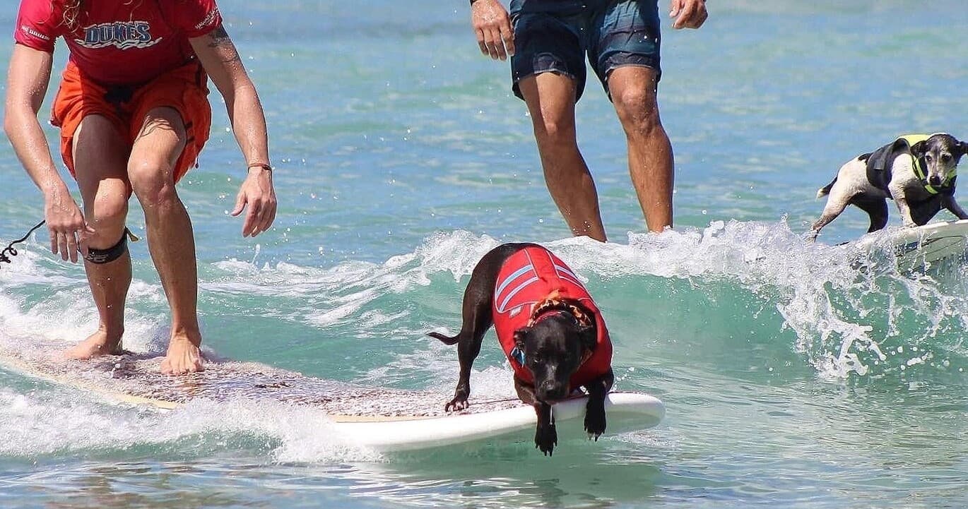 Water-Activities with SUPDog Hawaii LLC on Oahu