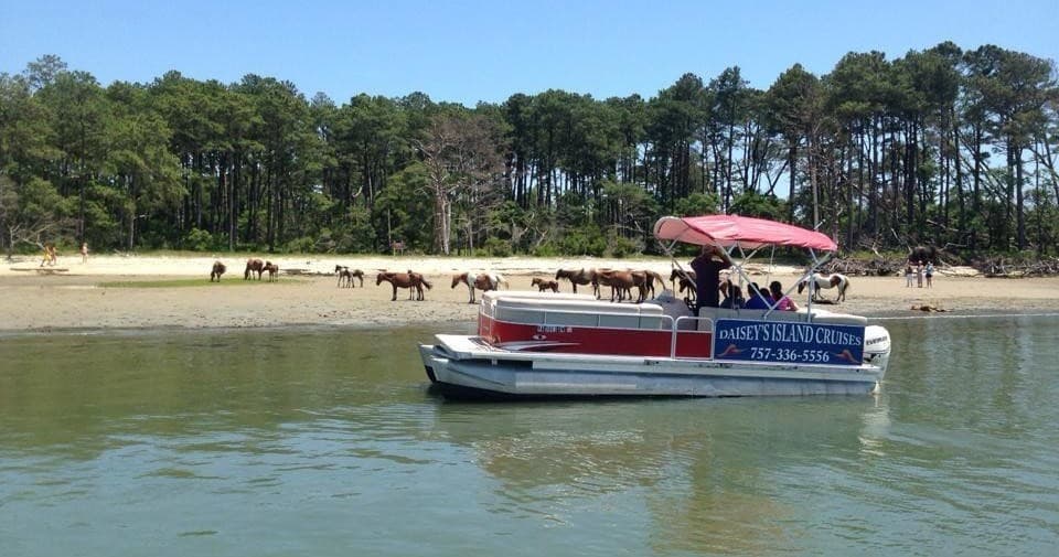 Pontoon boat near beach with wild ponies on shoreline