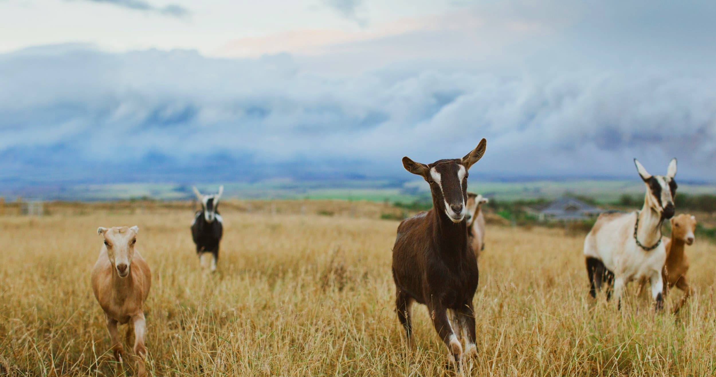 Herd of goats grazing on grassy pasture with distant mountains