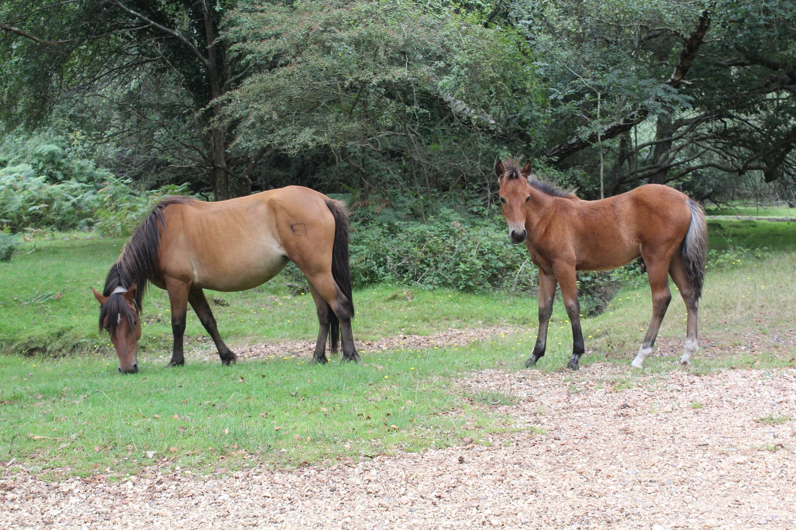 Forest Awakening: Summer Walks Through England's New Forest photo 1