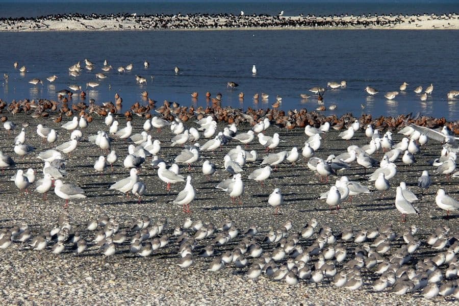 Birdwatching & Hiking with Auckland & Beyond Tours