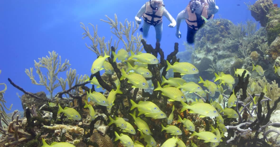 Snorkel the Great Mayan Reef & Cenotes in Cancun