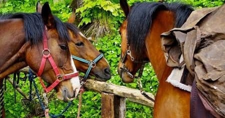 Horseback Riding Adventures in Tuscany’s Chianti Hills