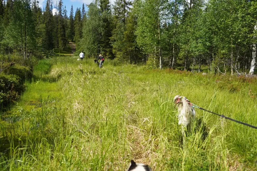 Husky Rando in Finnish Lapland with O'Nordic