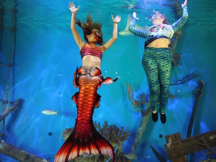 PADI Mermaid Certification in Lecanto: Train, Perform, and Get Certified at Mertailor