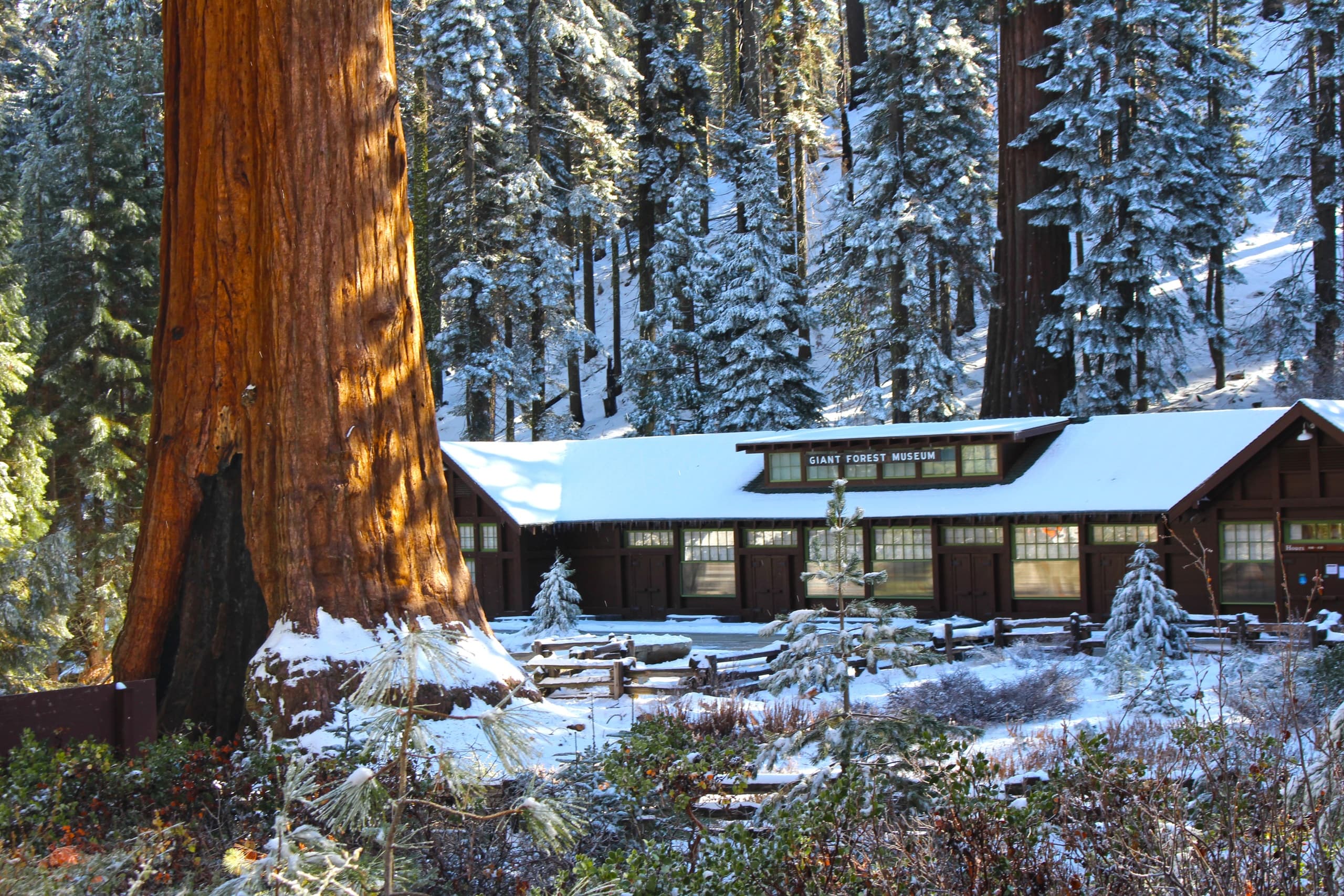 Sunset Among Giants: Sequoia Guided Hike in the Giant Forest