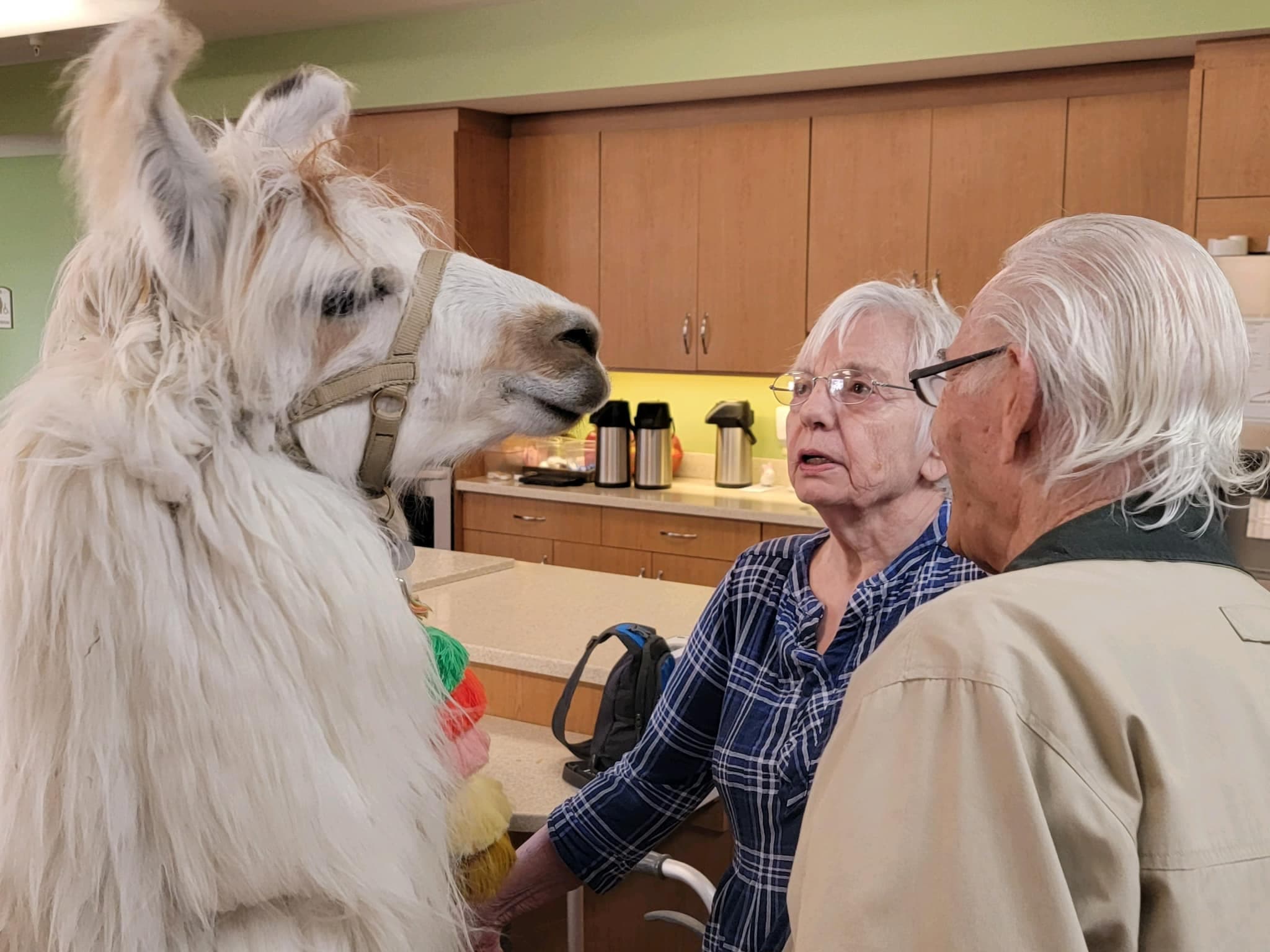 Llama Educational Visits and Therapy in Cedar Rapids