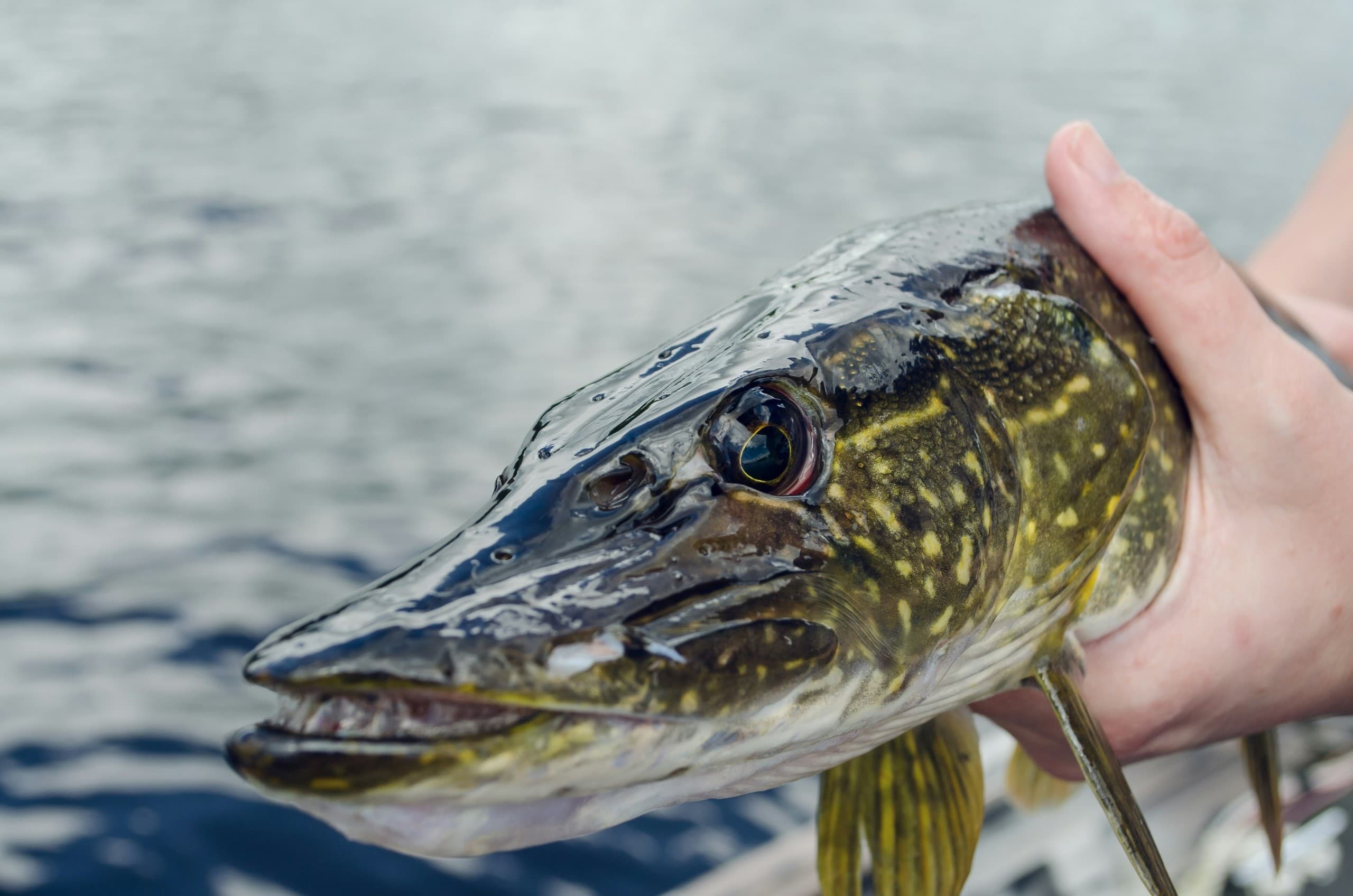 Cast, Cook, and Savor: Lake Fishing and Open-Fire BBQ Near Rovaniemi